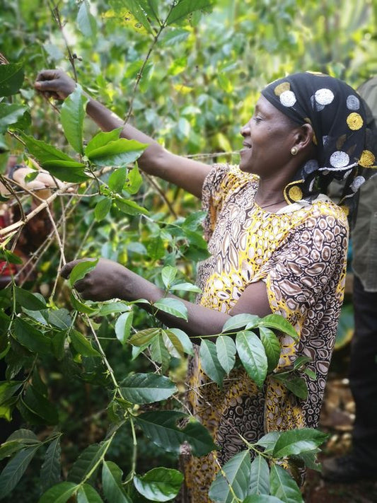 Roastery News #69