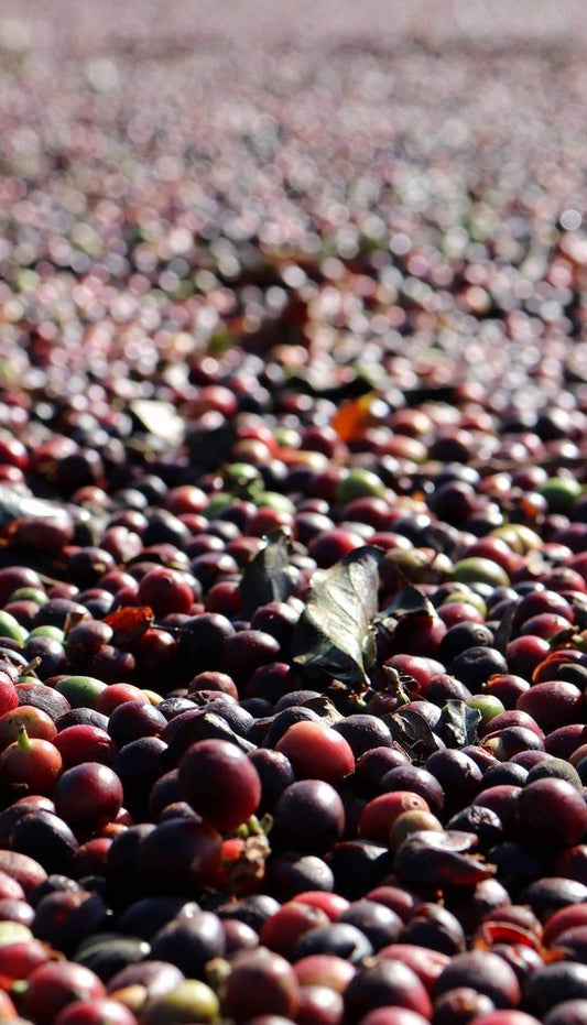 Roastery News #72