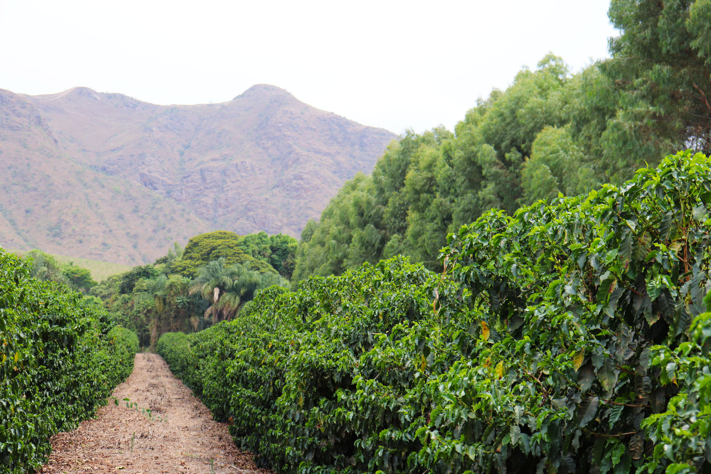 Espresso Brésil - Monjolo