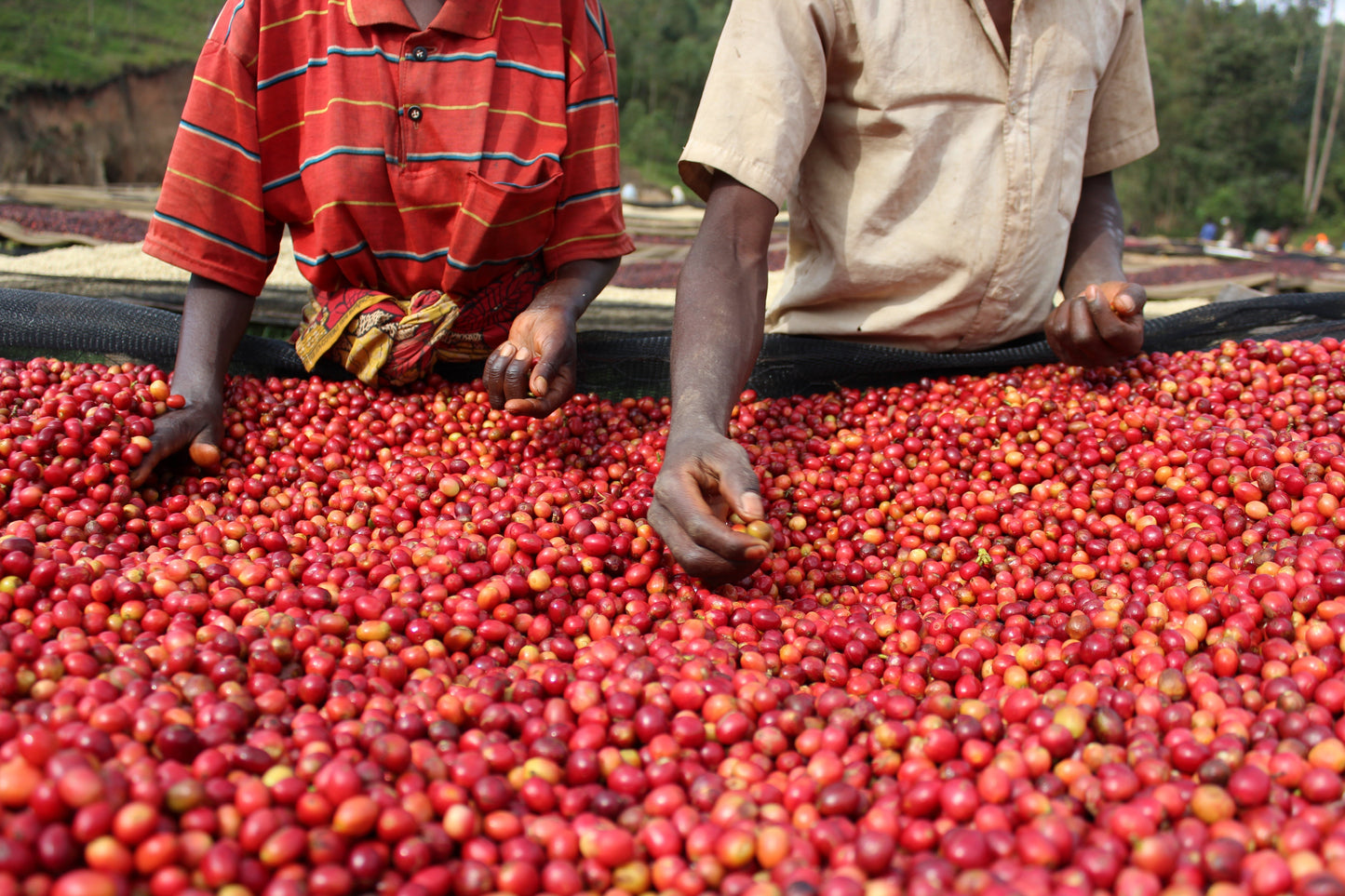 Burundi - Kibingo Oro