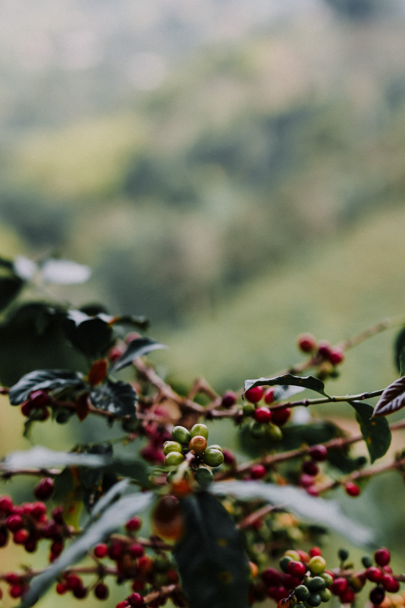 Colombie - Chapoleros