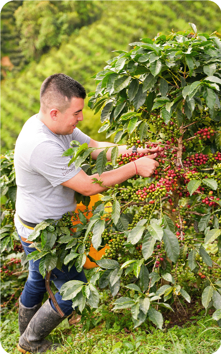 Colombie - Las Flores - DECAF !! By Swiss Water Wow !! Filtre & Espresso