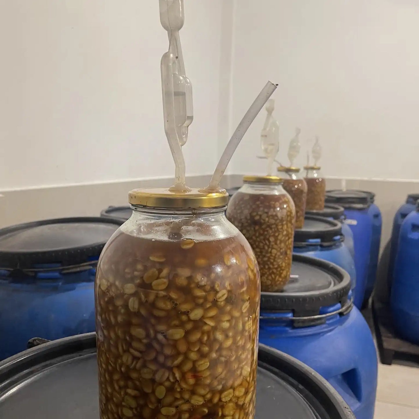 Colombie - Los Nogales Virtuoso