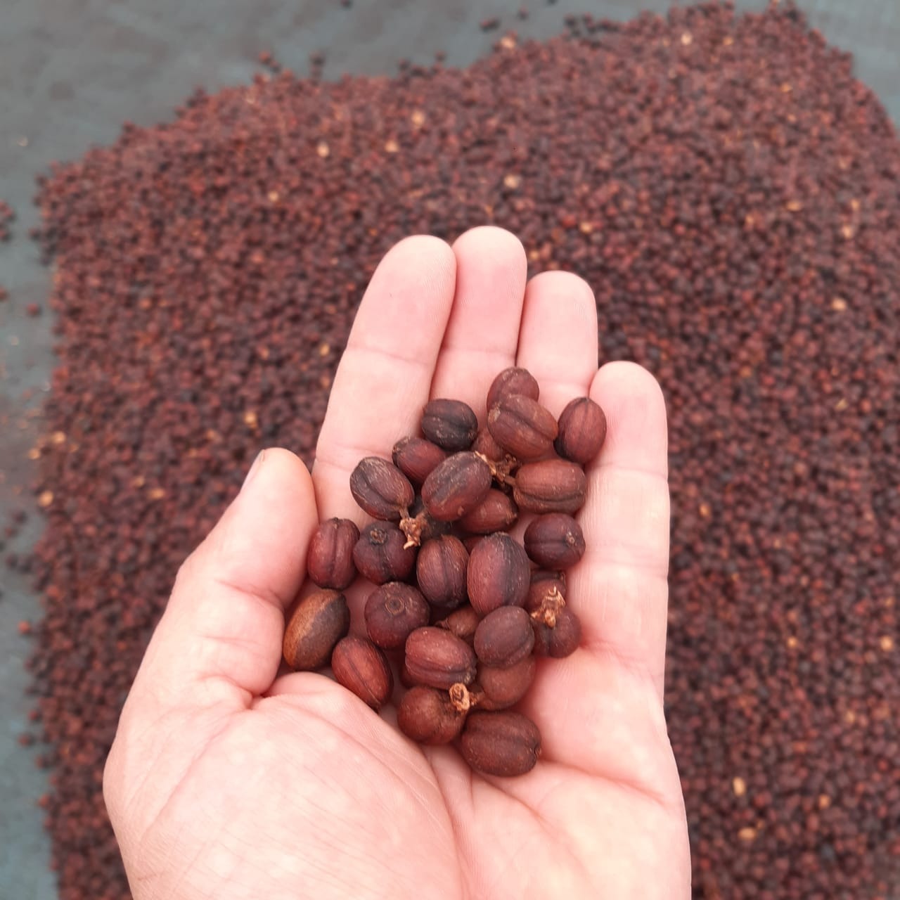 Colombie - Monteblanco Coco