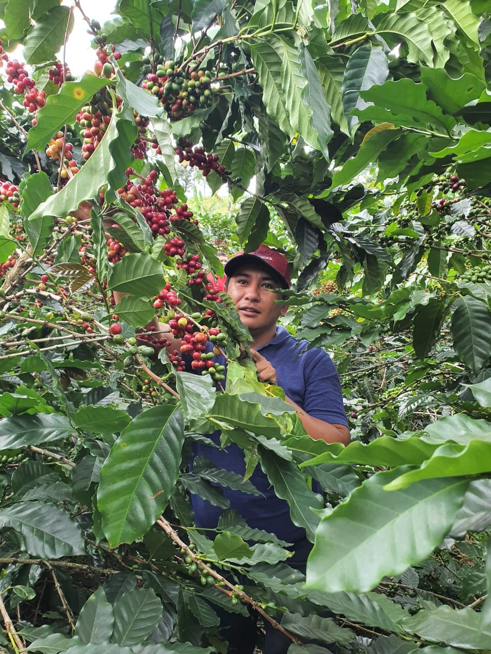 Colombie - Monteblanco Coco