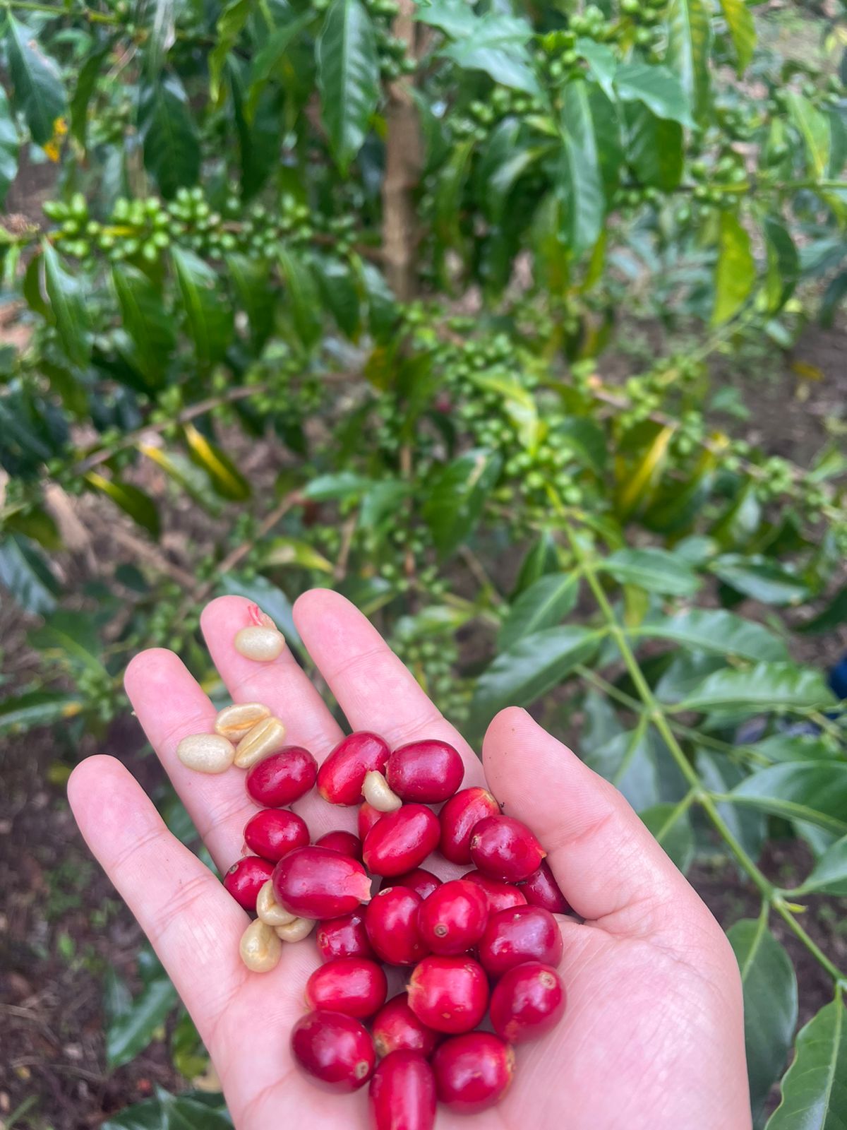 Colombie - El Diviso Ombligon ! DÉCAFÉINÉ !! Filtre & Espresso