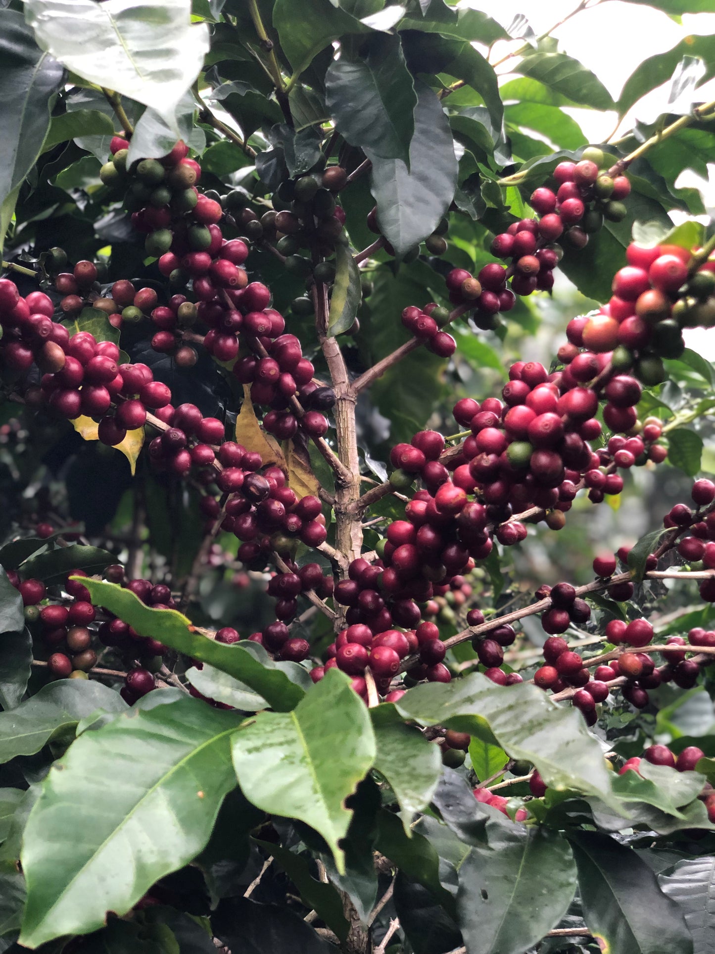 Costa Rica - La Laguna