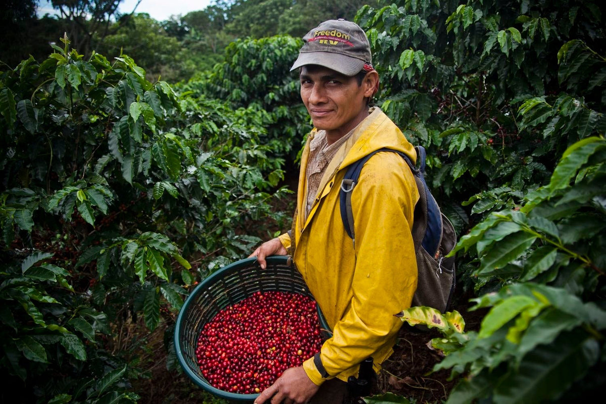 Espresso - Costa Rica - Hacienda Sonora