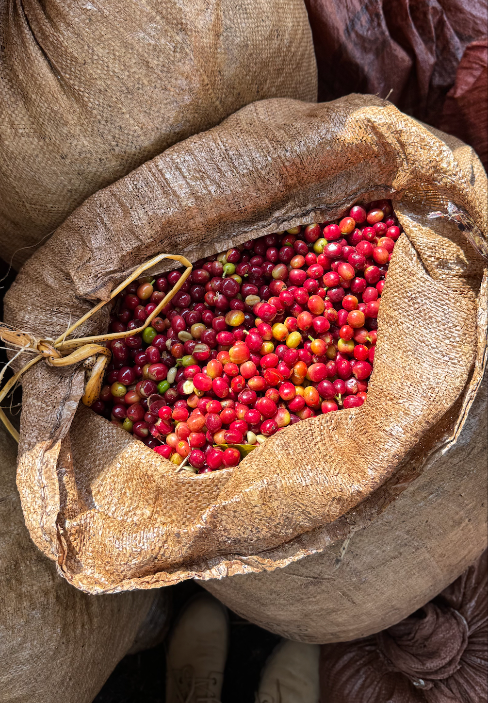 Ethiopie - Tagel Alamayehu