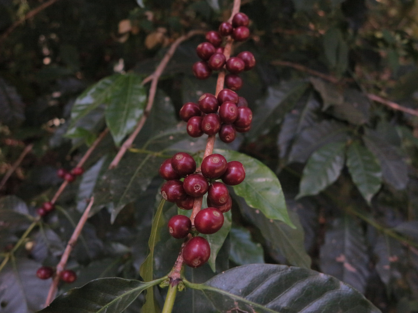 Ethiopie - Chelichele Oro
