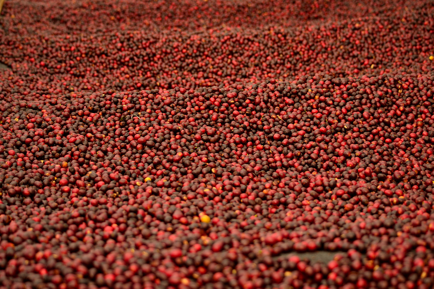Espresso - Guatemala - Mauricio Rosales