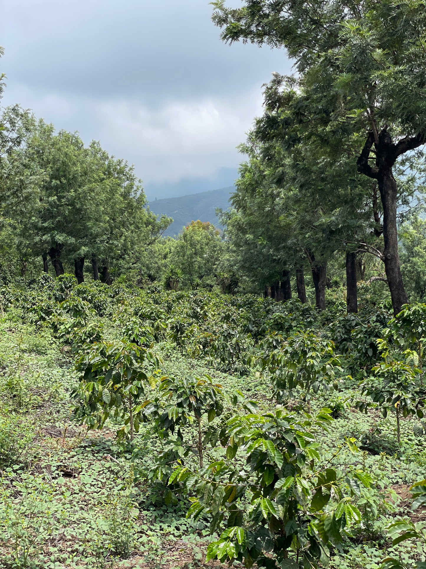 Espresso - Guatemala - La Pampa