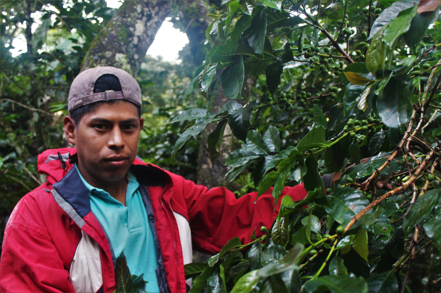 Espresso - Honduras - Al Arada