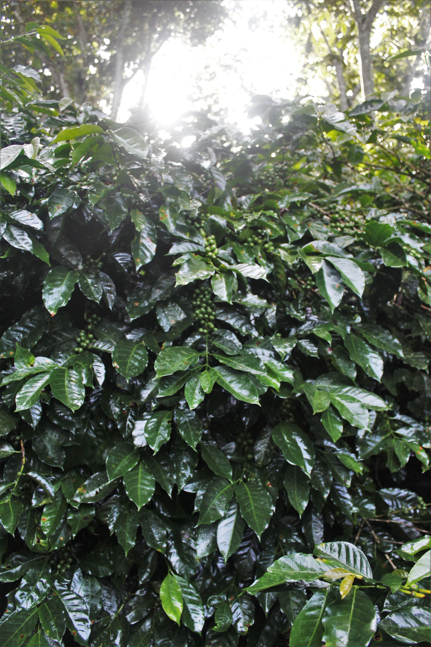 Espresso - Honduras - Al Arada
