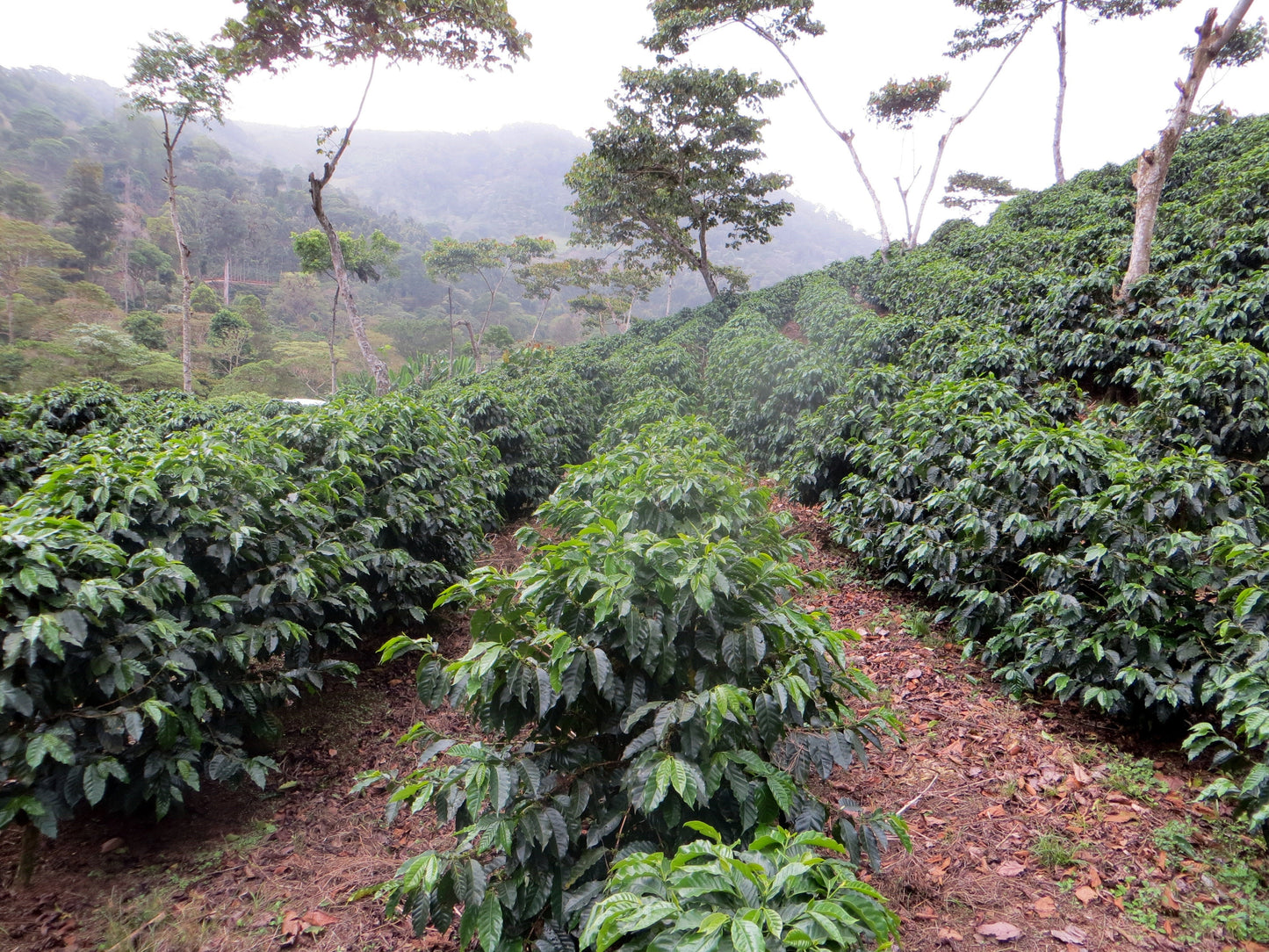 Espresso Nicaragua - Aurora Lavé