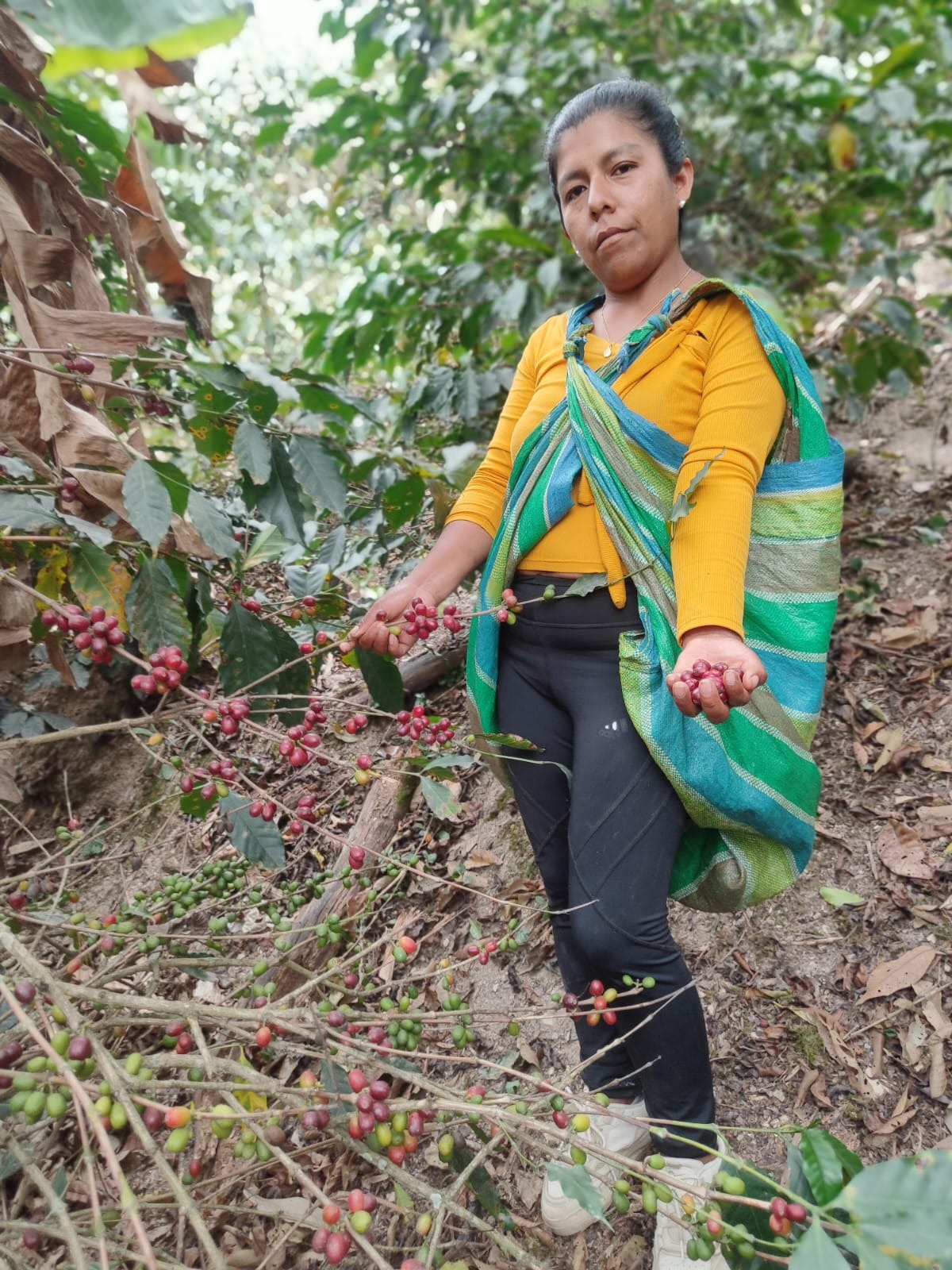 Peru - Finca Yanacocha
