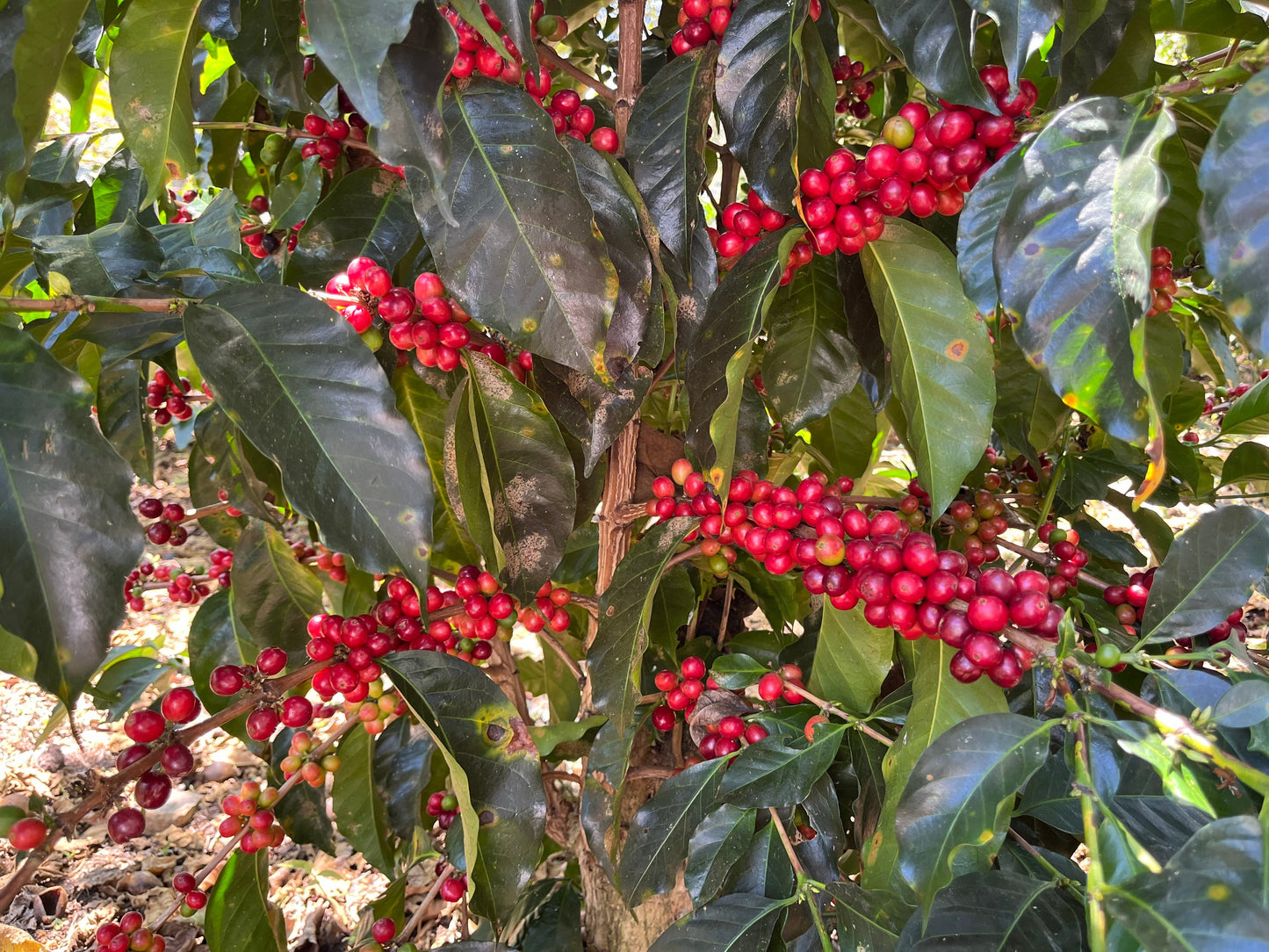 Peru - Finca Yanacocha