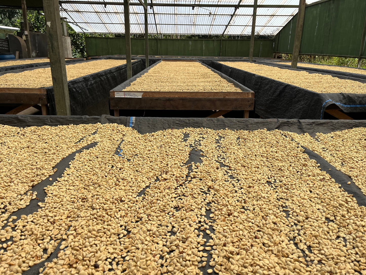Peru - Finca Yanacocha