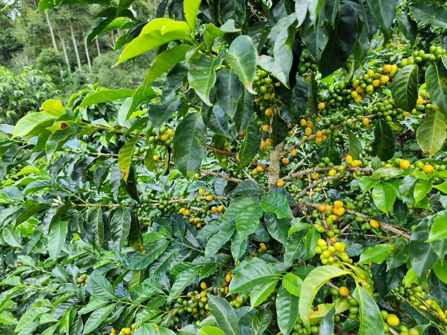 Peru - Huancas Fidel