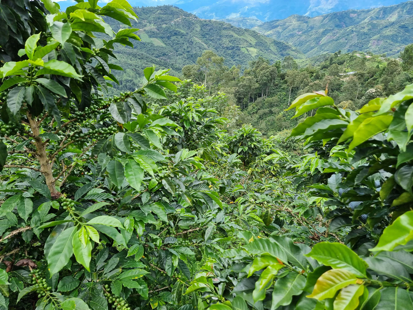 Peru - Huancas Fidel