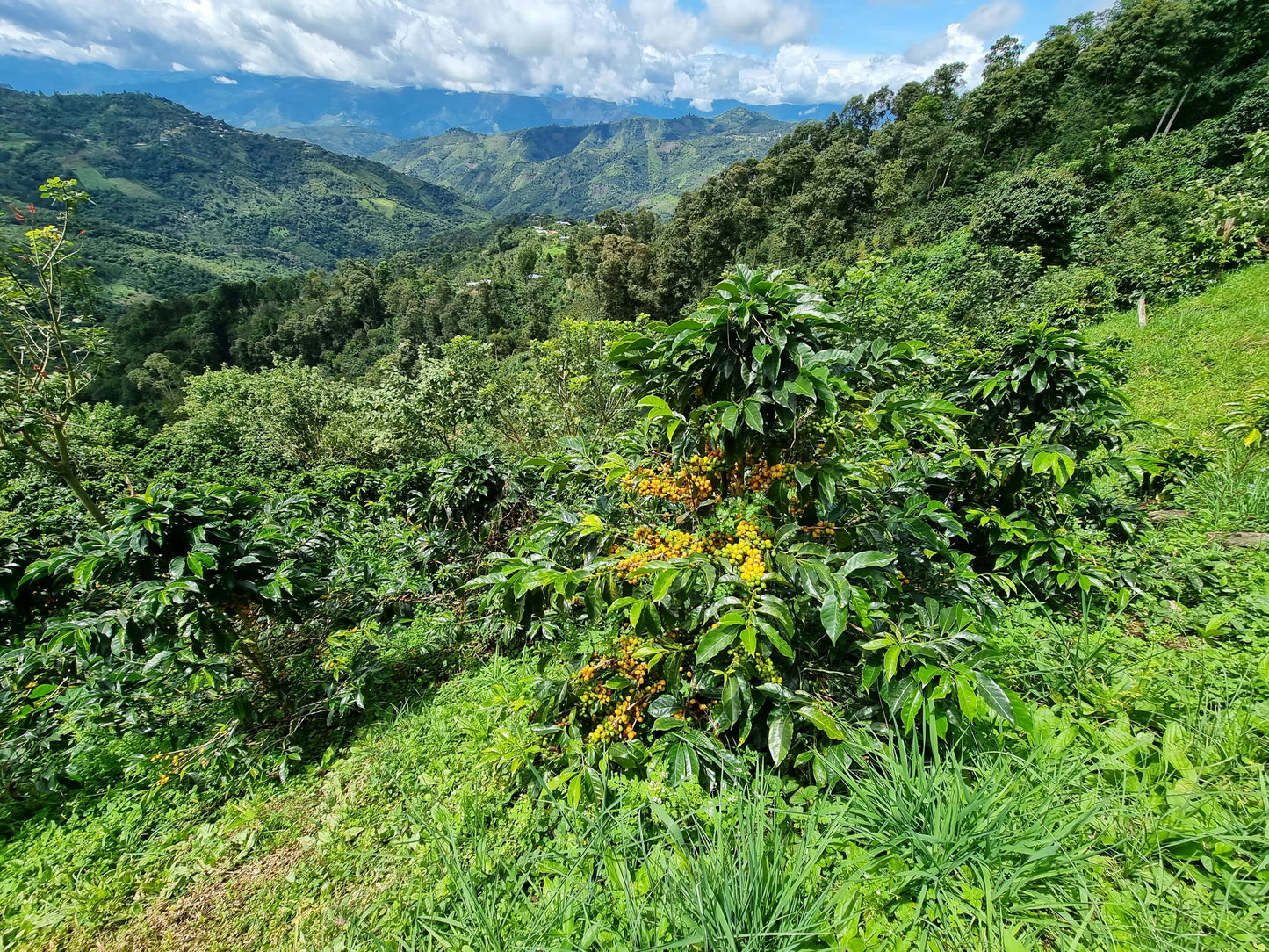 Peru - Huancas Fidel