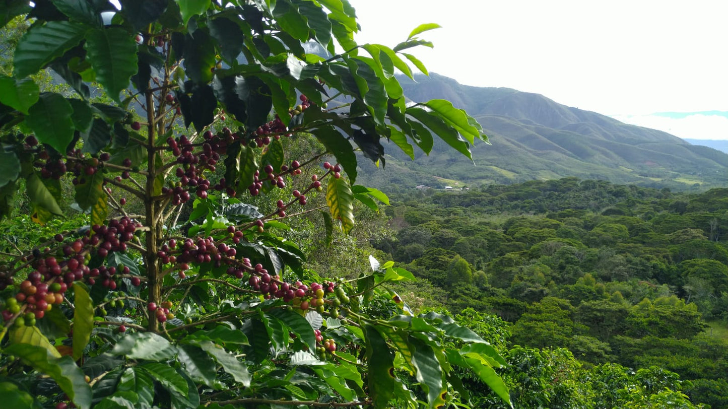 Espresso - Peru - Vituya