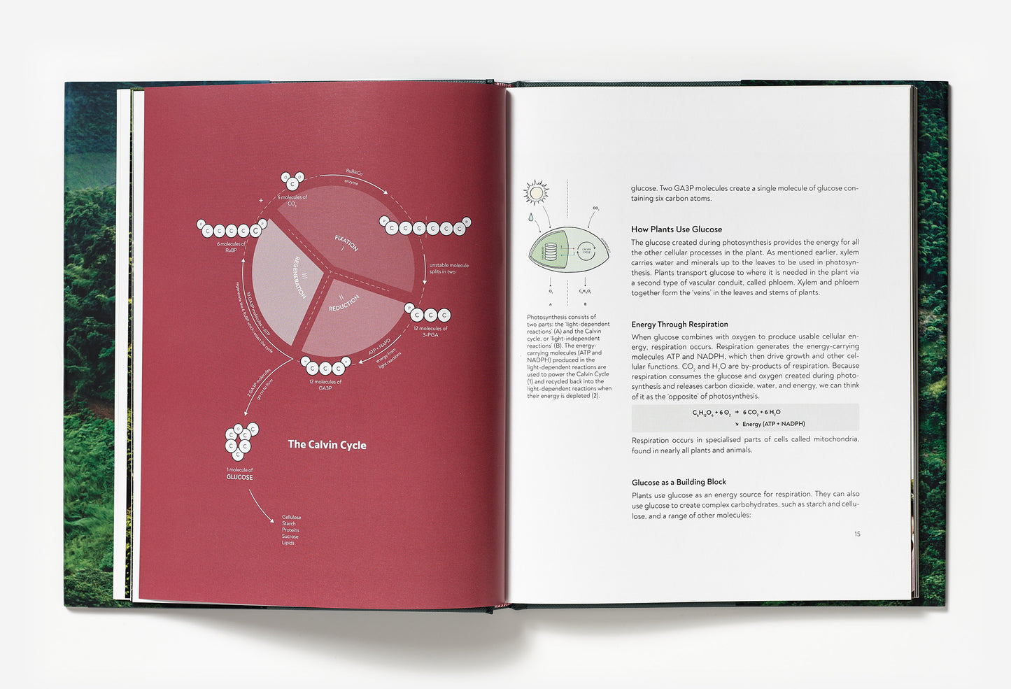 Terroir - Coffee from seed to harvest