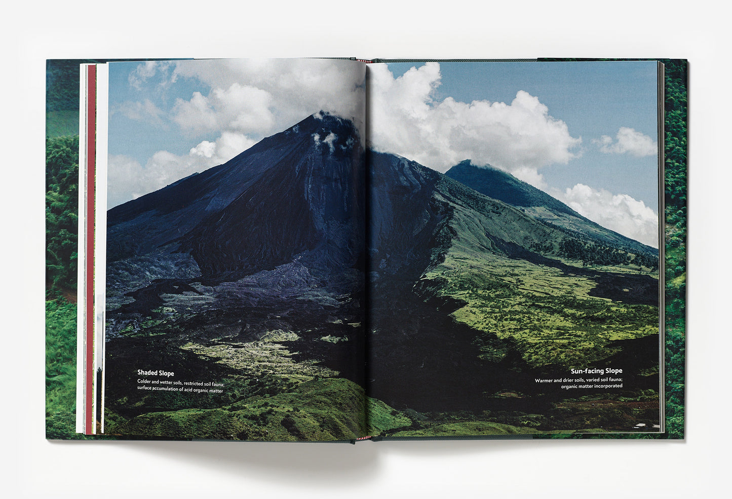 Terroir - Coffee from seed to harvest