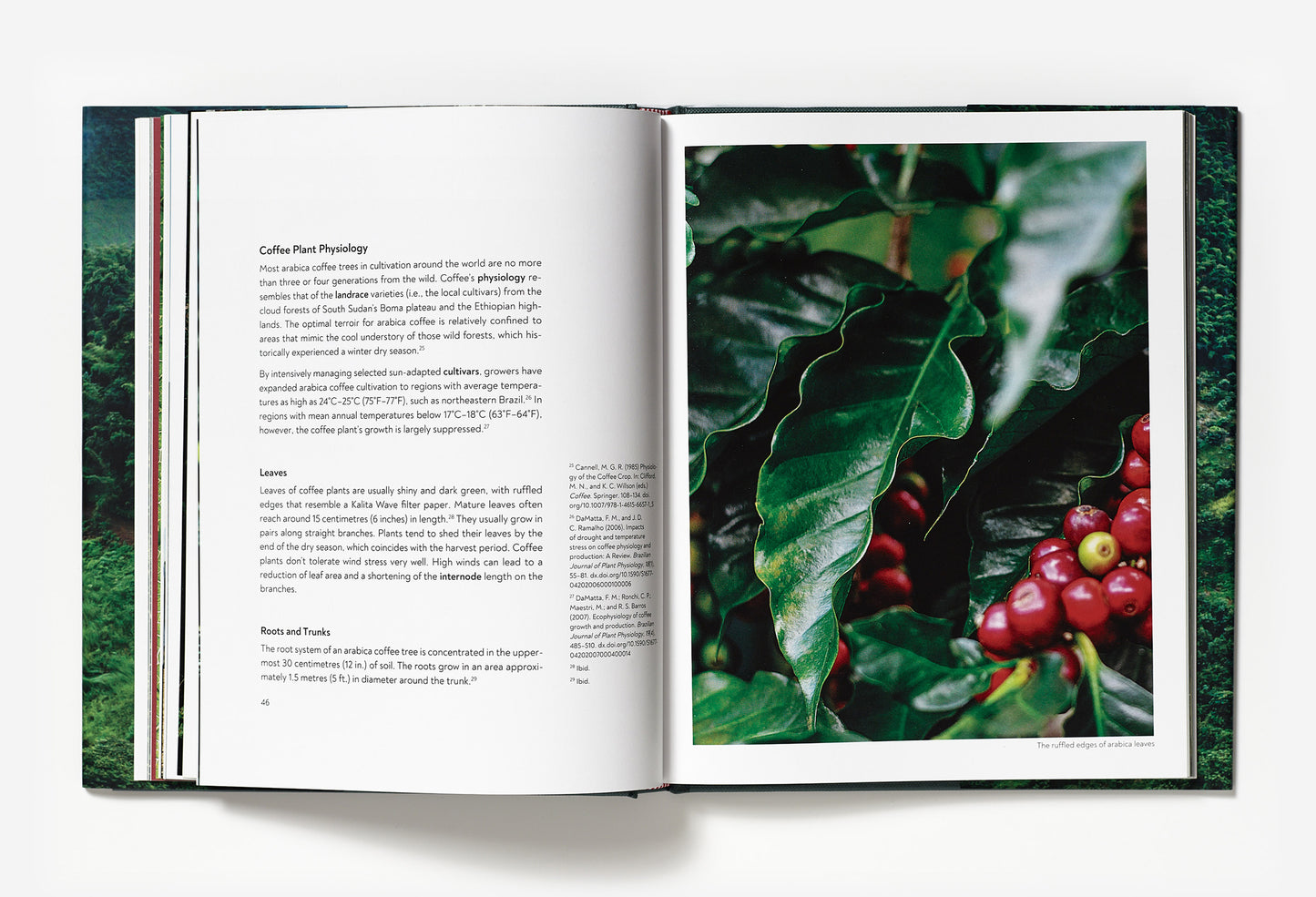 Terroir - Coffee from seed to harvest