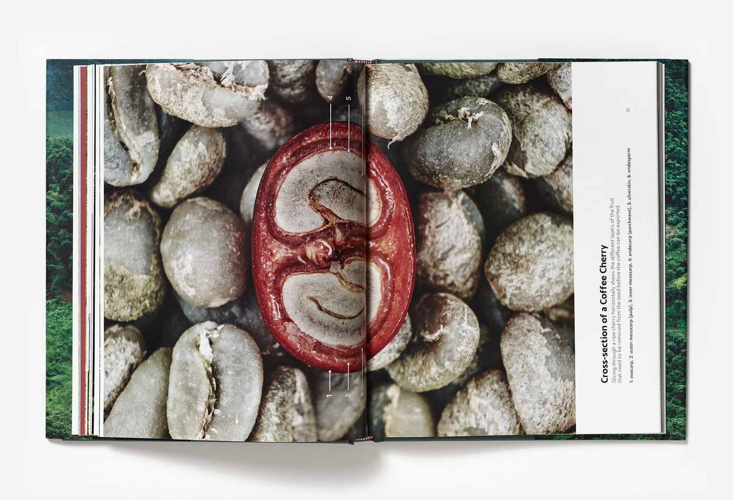 Terroir - Coffee from seed to harvest