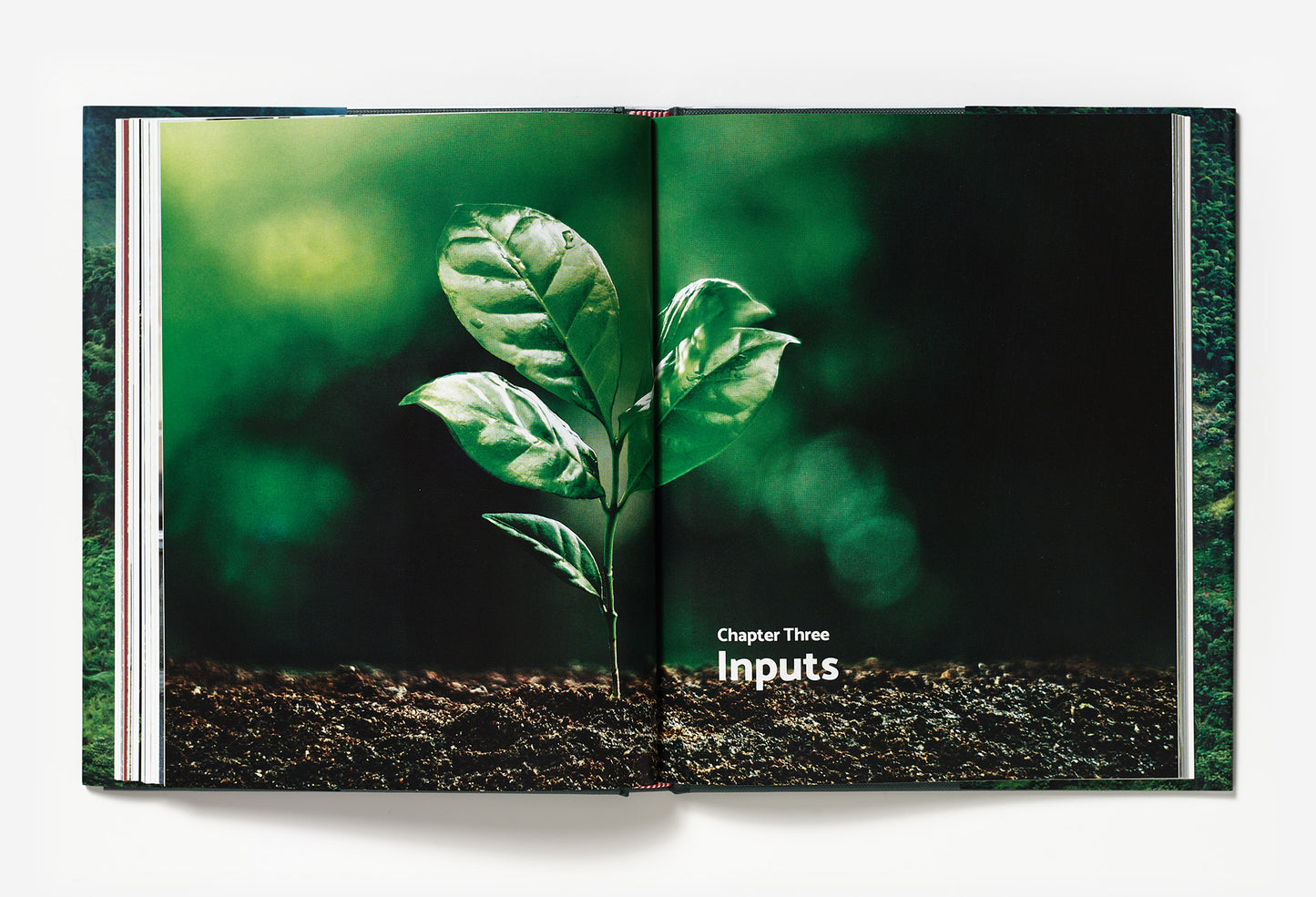 Terroir - Coffee from seed to harvest