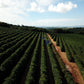 Brésil - Campo Alegre