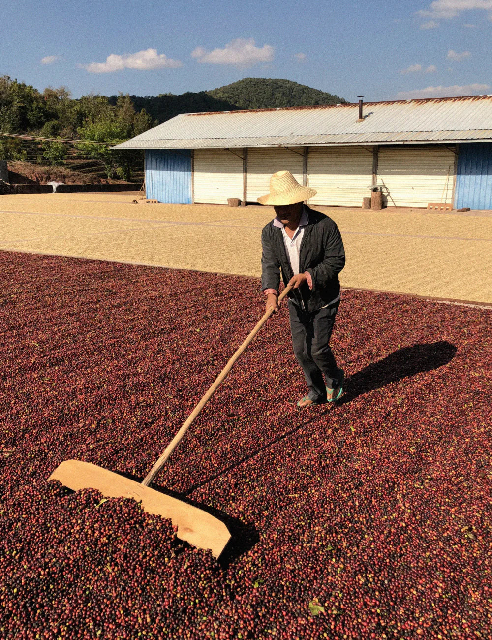 Espresso - Chine - Fuyan