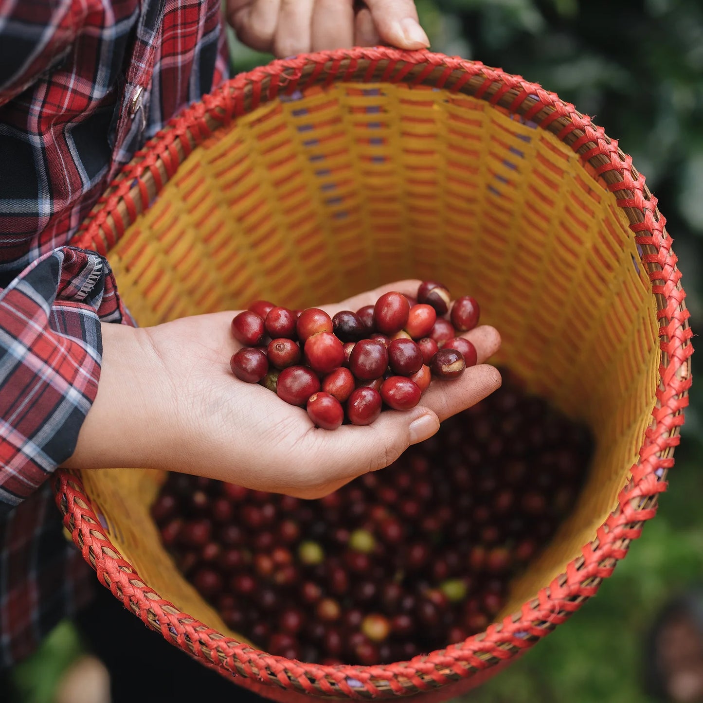 Espresso - Chine - Fuyan