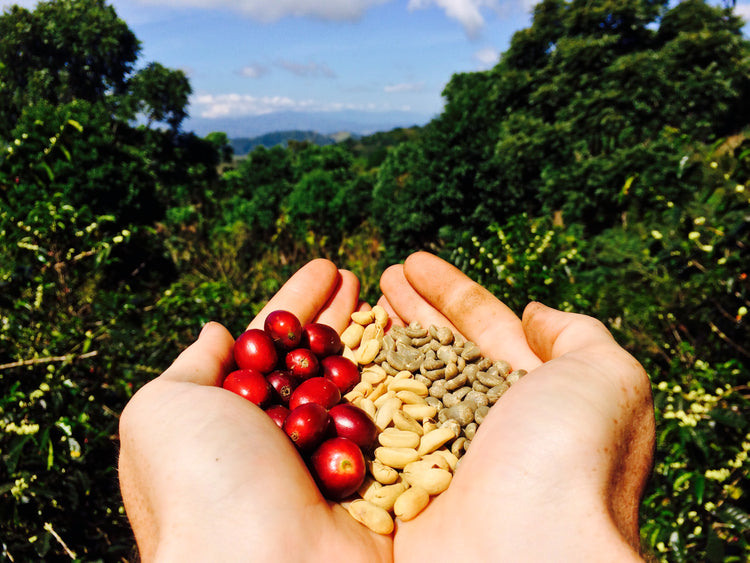 KB COFFEE ROASTERS – KB Coffee Roasters