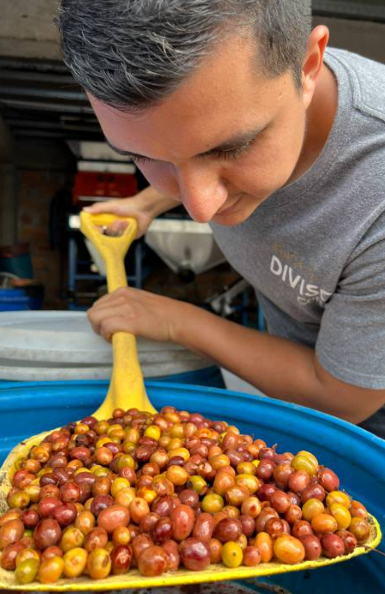 Colombie - El Diviso Typica mejorado