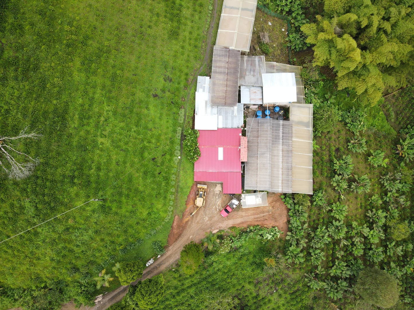 Colombie - El Diviso Typica mejorado