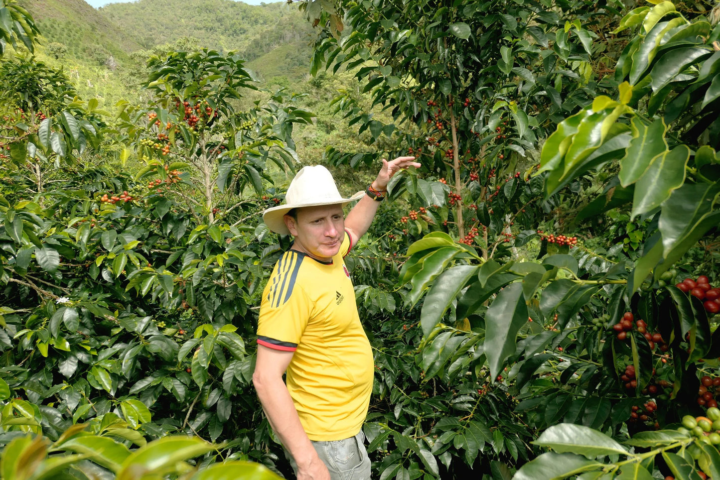 Espresso - Colombie - El Origen