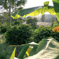 Colombie - Betania SL-28