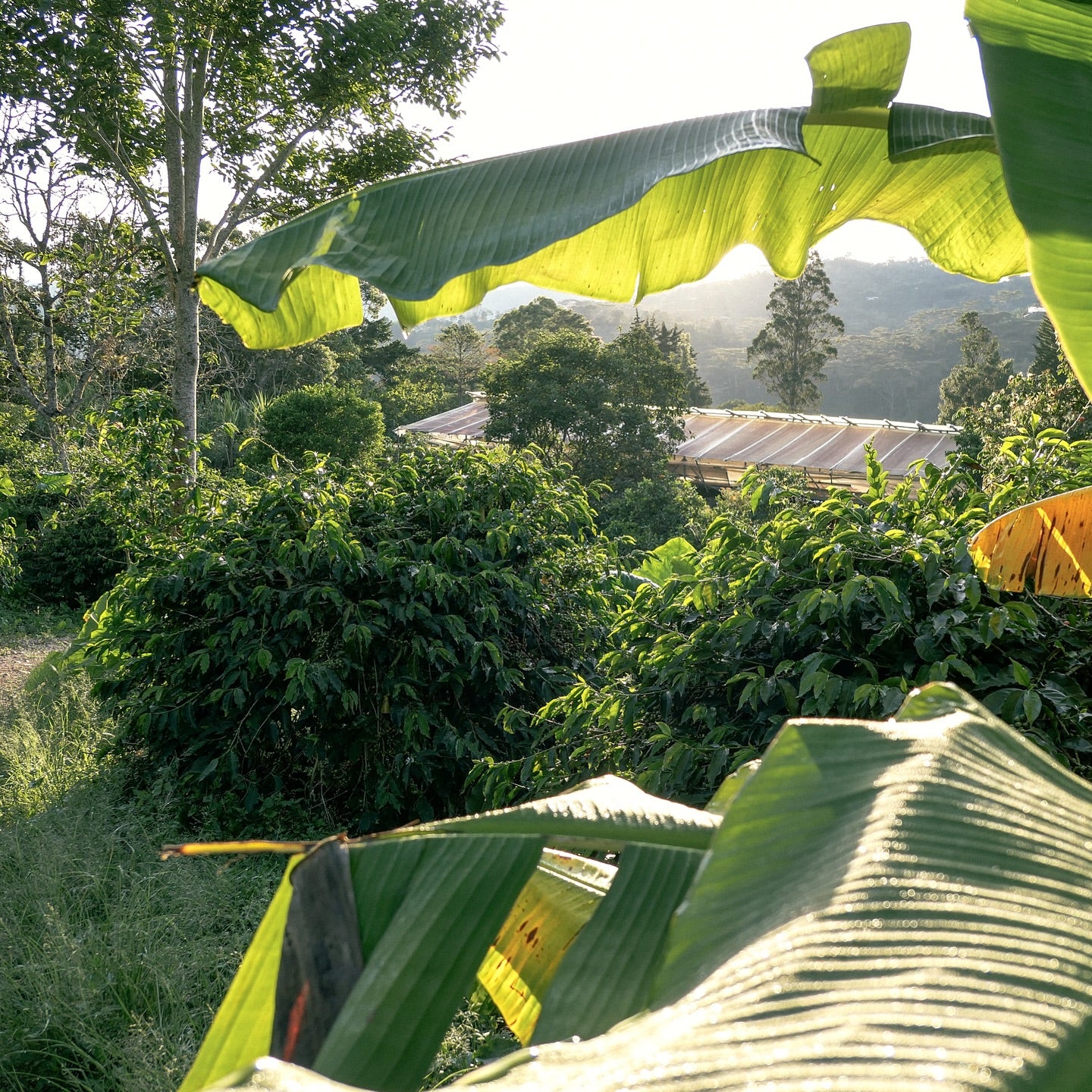 Colombie - Betania SL-28
