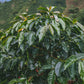 Colombie - Monteblanco Mango