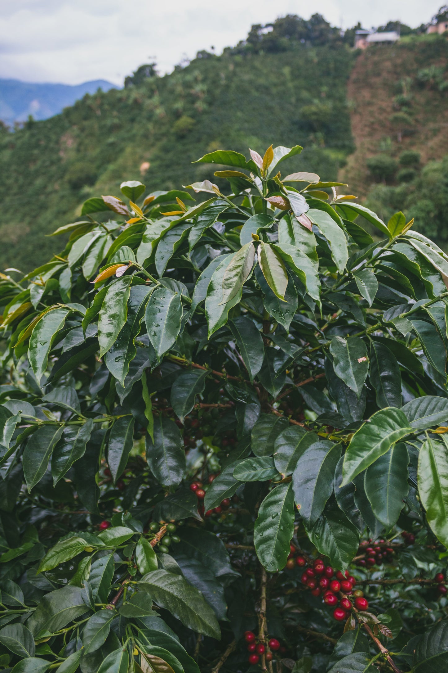 Colombie - Monteblanco Mango