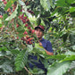 Colombie - Monteblanco Mango