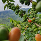 Colombie - Monteblanco Mango