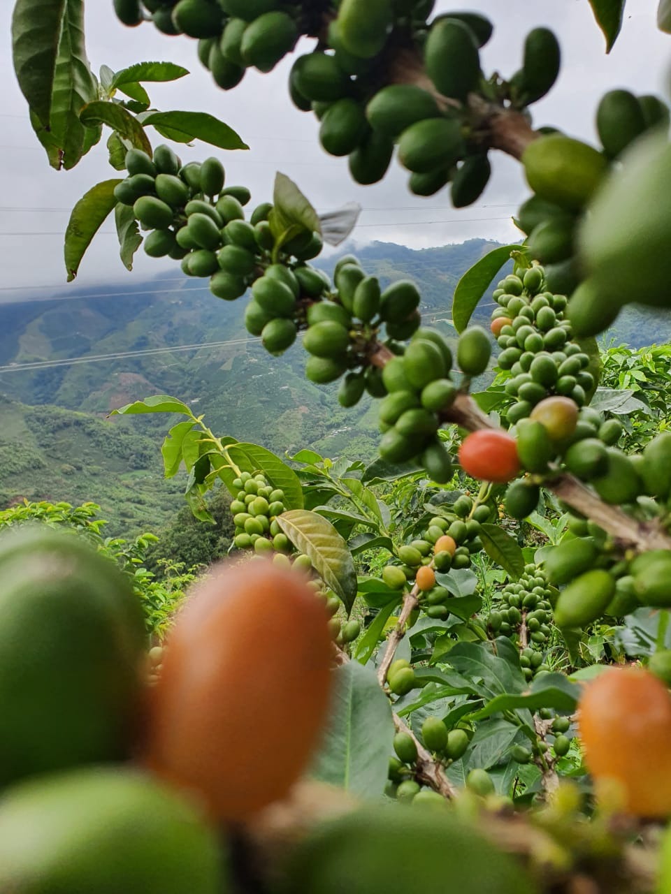 Colombie - Monteblanco Mango