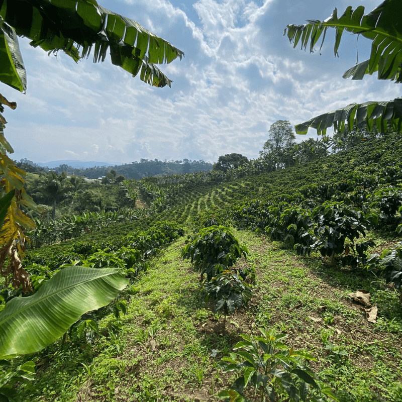 Colombie - Zarza Aji