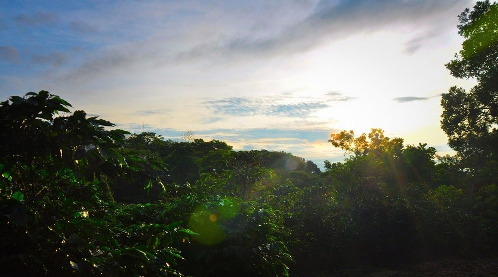 Espresso - Costa Rica - Hacienda Sonora