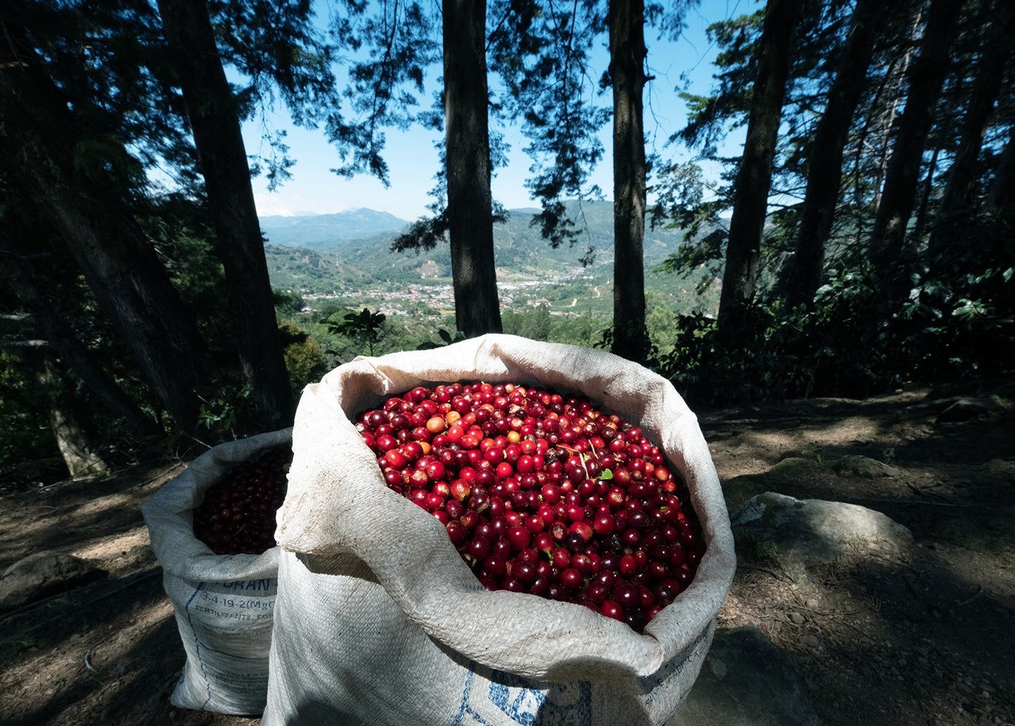 Costa Rica - La Pachuca