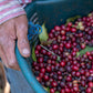 Costa Rica - La Pachuca