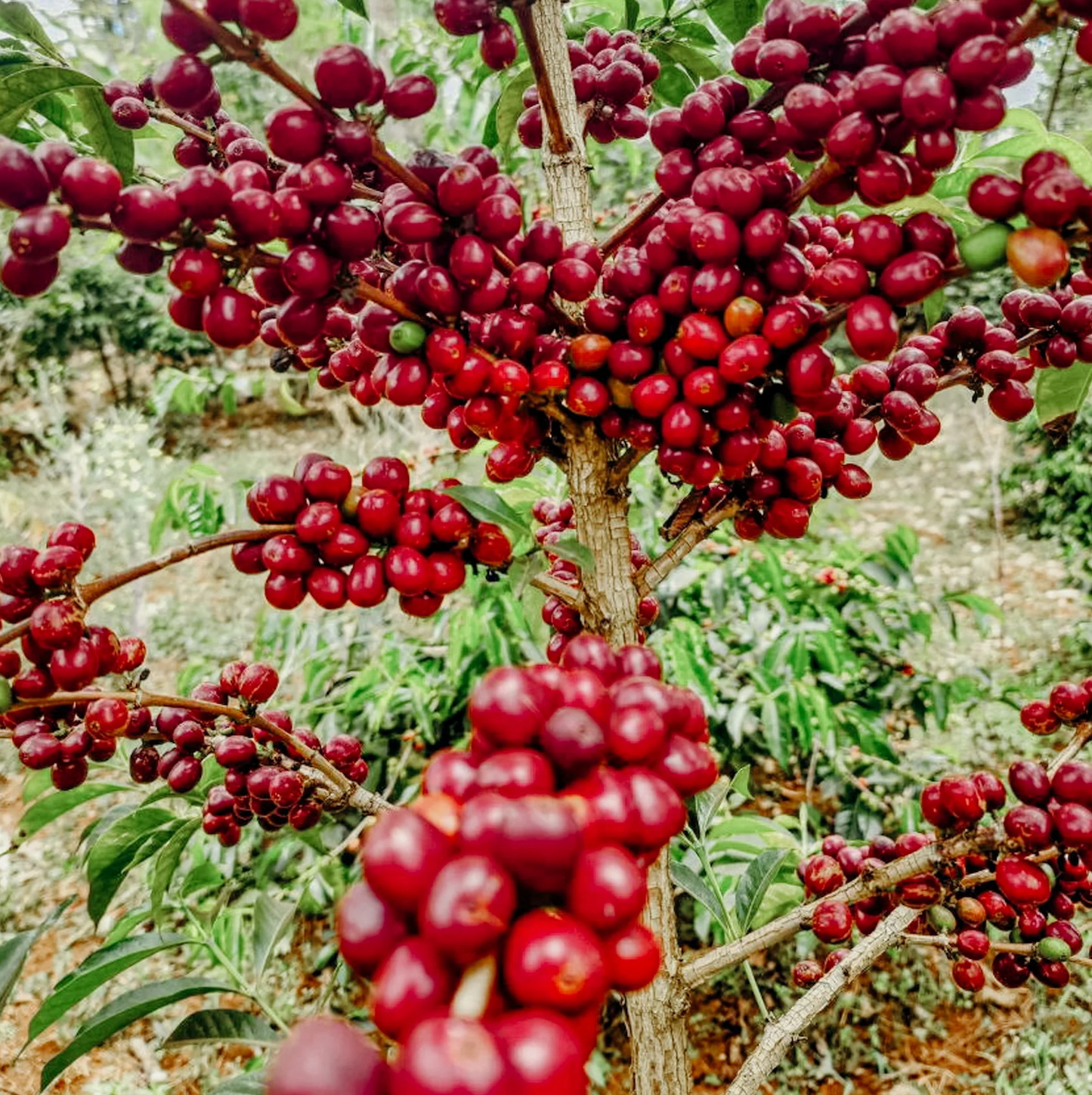 Ethiopie - Banko Gotiti